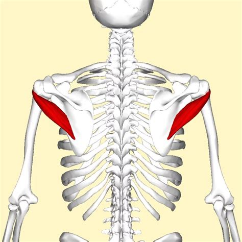 pieni lierelihas|Alempi lapalihas & pieni liereälihas (m. infraspinatus & m. teres。